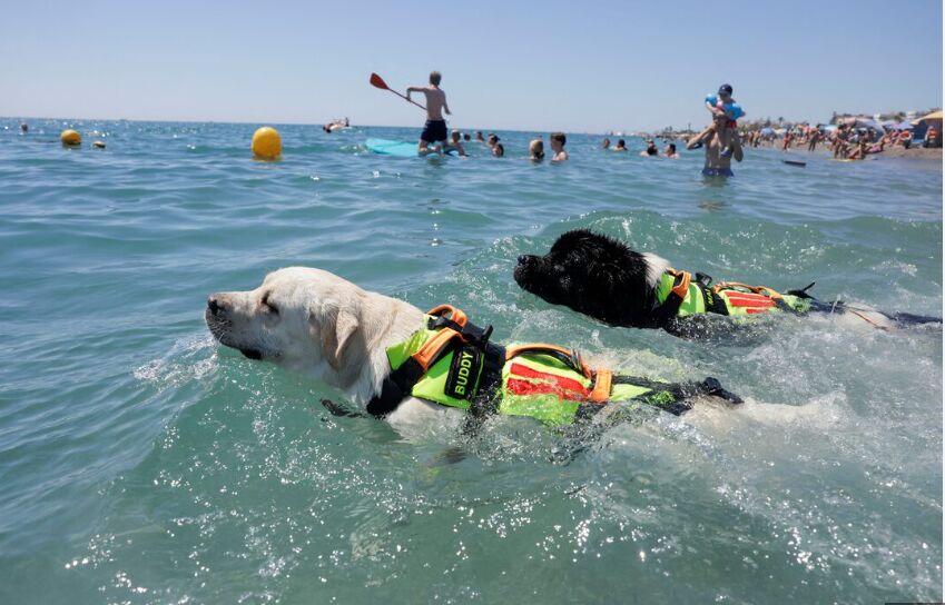 Cat exploring calmly